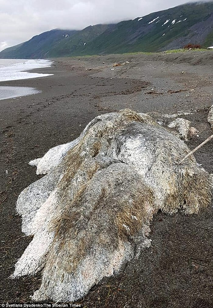 俄罗斯堪察加半岛暴风雨过后海滩上发现长毛“海怪”