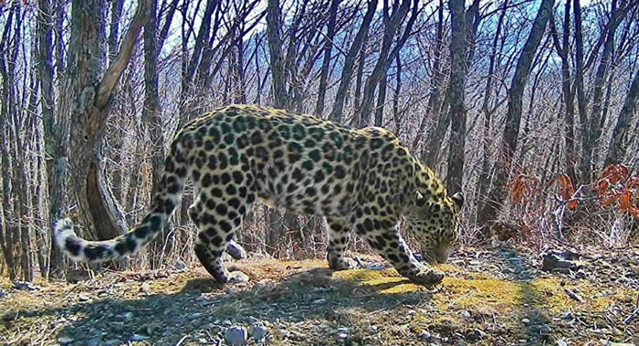 俄罗斯滨海边疆区“波尔塔夫斯基”保护区的相机陷阱新拍摄到四只远东豹