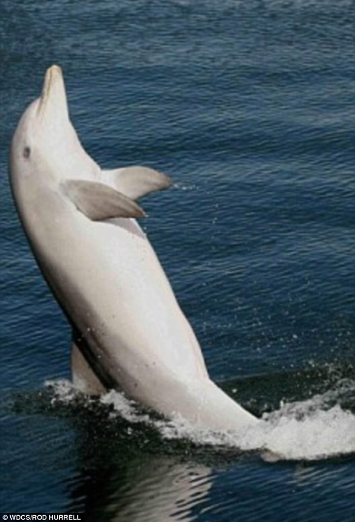 澳大利亚一只野生海豚学会用尾部行走后还教会其他同类
