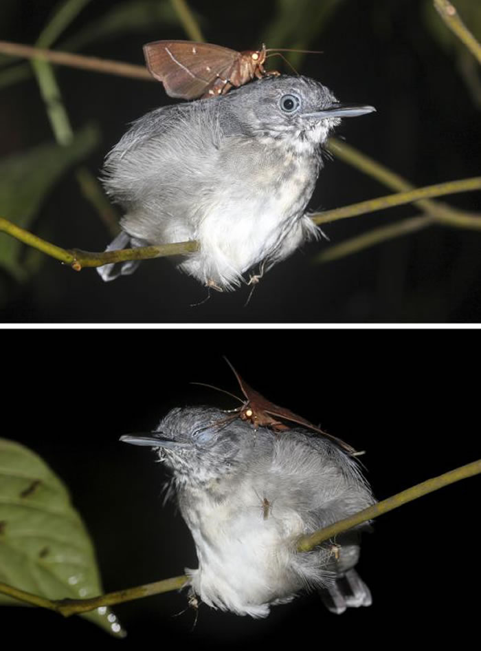 巴西亚马逊发现罕见一幕：热带夜蛾趁黑颏蚁鸟睡着时吸食其眼泪