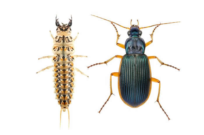 这种步行虫（Epomis circumscriptus）的幼虫（左）和成虫（右），会吸食青蛙的血液跟组织。 PHOTOGRAPH BY GIL WIZEN, N