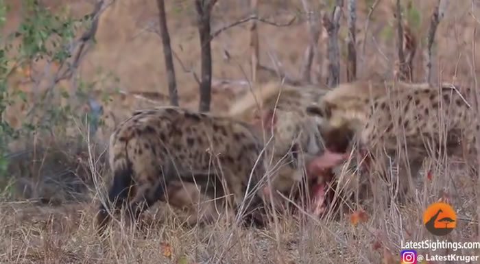 南非克鲁格国家公园猎豹活吞羚羊 之后被鬣狗抢走猎物