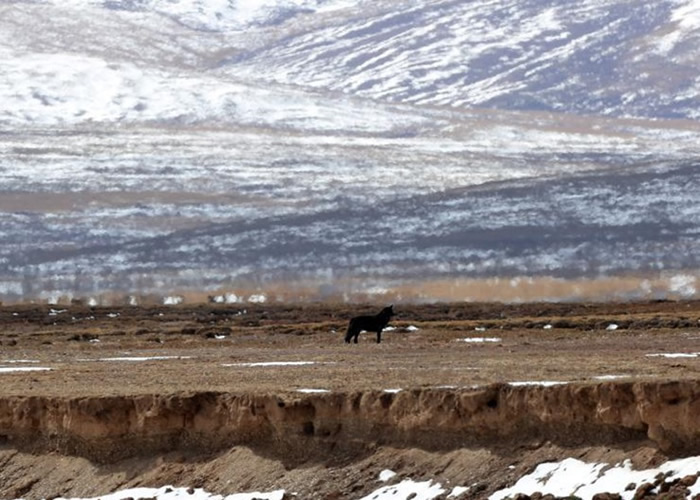 一匹极度罕见的黑狼被发现在一片戈壁滩上。