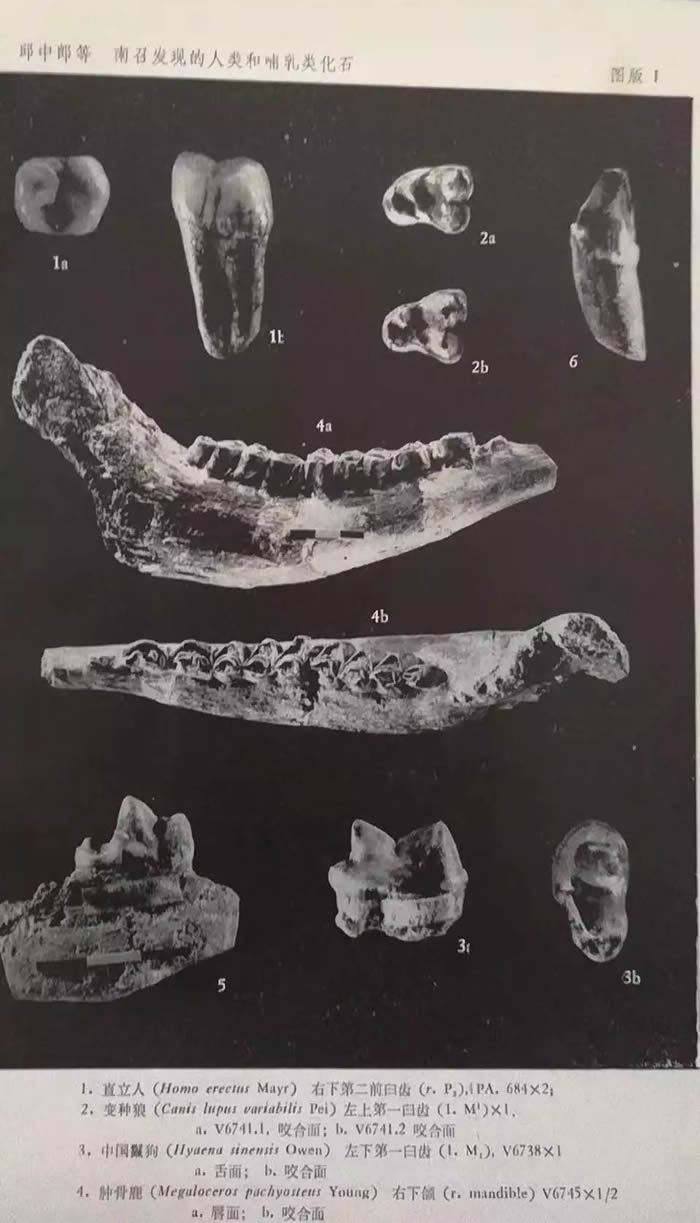 “南召猿人”发现记：中药材里发现人类祖先的一颗牙齿