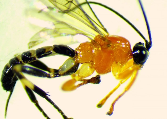 Zatypota黄蜂有操控蜘蛛的能力。
