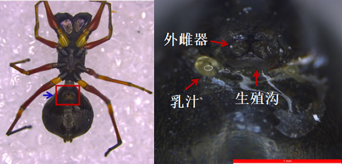 显微镜下大蚁蛛的生殖沟及乳汁