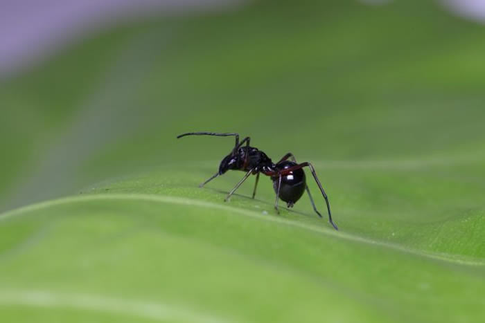 这种拟态几可乱真，但这不是一只蚂蚁，是一只跳蛛科的成年雌性大托歇蛛（Toxeus magnus）。 PHOTOGRAPH BY RUI-CHANG QUAN
