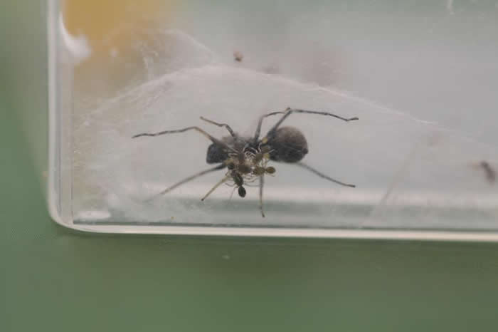 在实验室内的蛛巢里，可见一群三日龄的幼蛛附在母蛛的身体下方。 PHOTOGRAPH BY RUI-CHANG QUAN