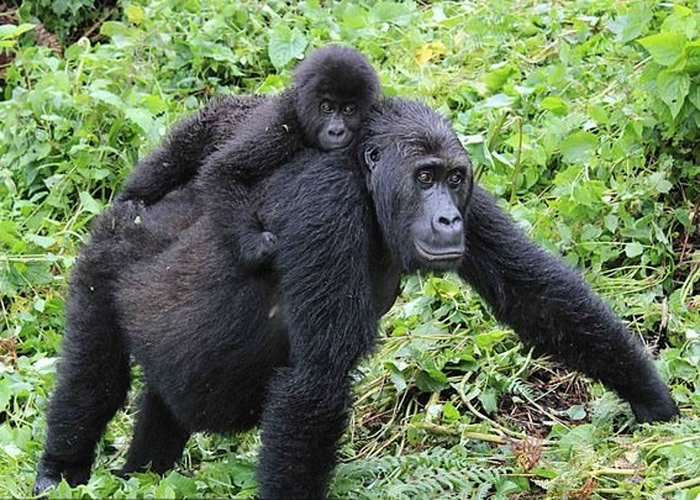 研究指格劳尔大猩猩基因变异 趾间长蹼和抗疫力下降