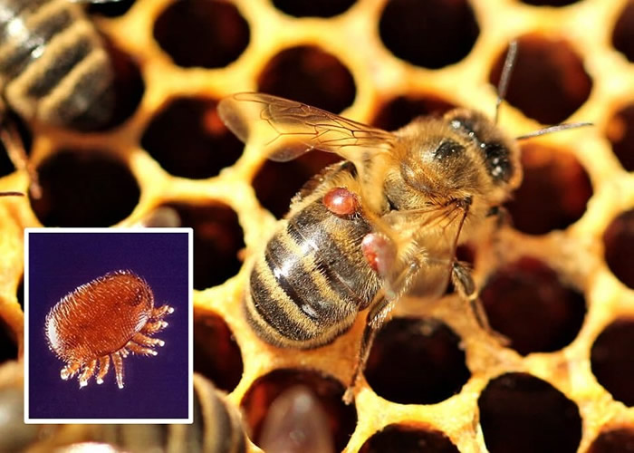 研究指瓦螨（小图）会噬食蜜蜂的脂肪组织，威胁其存亡。