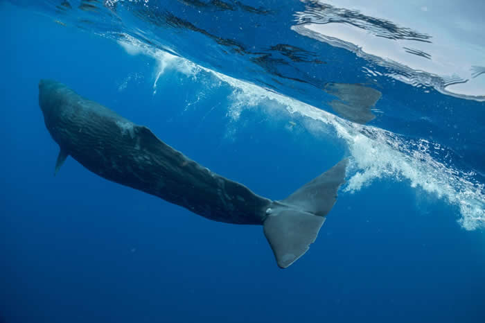 指头（Digit）是一头年轻的雌性抹香鲸，生活在加勒比海国家多米尼克附近。 它的尾鳍基部曾被一条致命的捕鱼绳缠住三年，后来抹香鲸科学家谢恩． 葛洛（Shane