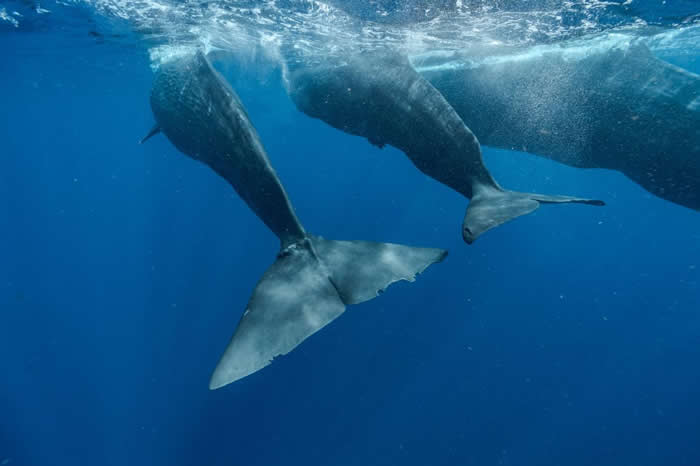 指头（左）与幼鲸「开瓶器」（Corkscrew）、母鲸「开罐器」（Canopener）一起游泳。 成鲸似乎常与研究人员玩耍，它们游到研究人员的船旁，将一只眼睛向