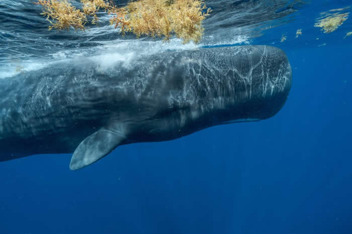 加勒比海的抹香鲸面临许多威胁：污染、气候变迁、渔具缠绕、船只撞击。 指头的家族有很多成员已在近年内死亡，所以这个家族最后与另一家族合并。 照片中的鲸鱼是酷爱社交