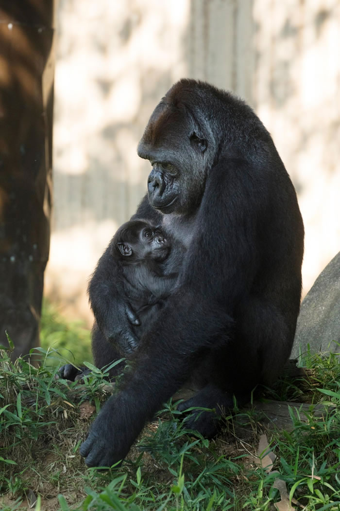 名为卡拉雅（Calaya）的西部低地大猩猩在华盛顿特区史密森尼国家动物园里抱着牠的新生儿──墨克（Moke）。 墨克出生于2018年4月15日。 PHOTOGR