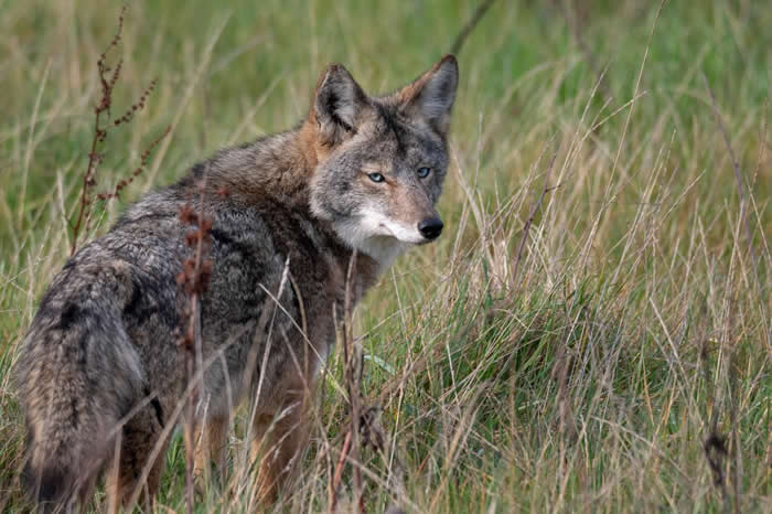 雷斯岬国家海岸公园内一只罕见的蓝眼郊狼，该区至少有五只蓝眼郊狼。 科学家认为这种蓝眼突变正在扩散。 PHOTOGRAPH BY BRAD HYLAND