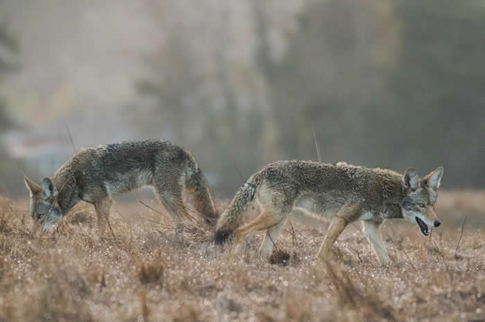 在加州圣塔克鲁兹，可能是手足的两只蓝眼郊狼于黎明前在田野觅食。 跟牠们在一起的第三只郊狼具有深褐色眼睛，但并未出现在照片中。 PHOTOGRAPH BY CAR