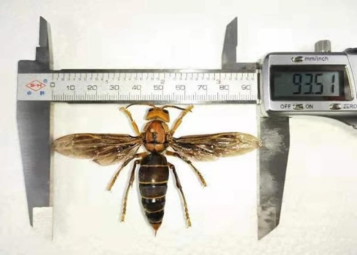 在云南发现的大虎头蜂翼展达9.35厘米。