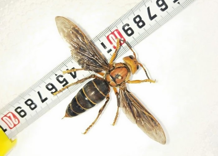 该虎头蜂打破世界体型最大虎头蜂的纪录。