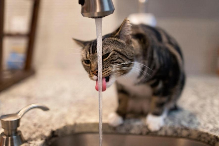 猫可能觉得流动的水比装在碗里的水更好喝。 PHOTOGRAPH BY CYNTHIA VALDEZ, ALAMY