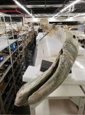 美国佛罗里达州对开大西洋发现4.2米长巨型骸骨 疑为露脊鲸颚骨