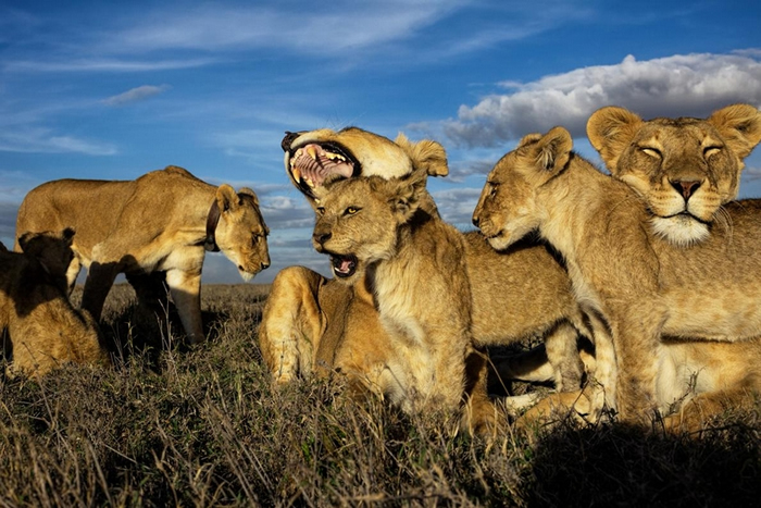 狮子是唯一一种群居的猫科动物，由母狮主宰狮群。 年纪较大的幼狮会被聚在一起抚养，像是一间托儿所，就如同这张摄于坦尚尼亚塞伦盖提国家公园的照片。 PHOTOGRA