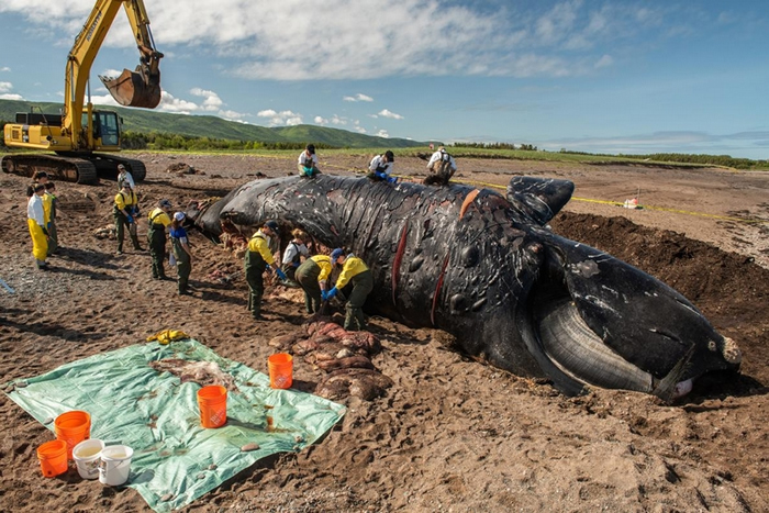 研究人员正在解剖雌性北大西洋露脊鲸「标点符号」（Punctuation），它因为皮肤上的疤痕而得名。 6月时在圣罗伦斯湾（Gulf of St. Lawrenc