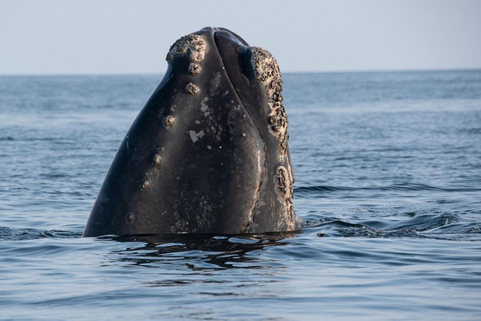 一头北大西洋露脊鲸将头探出圣罗伦斯湾（Gulf of Saint Lawrence）的水面。 这种鲸鱼是濒危物种，主要威胁是船只撞击和被渔具缠住。 PHOTOG