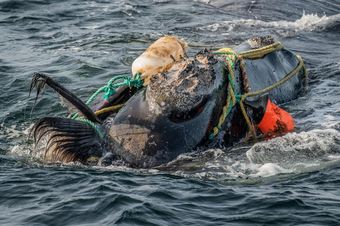 在圣罗伦斯湾，捕鱼用的绳索缠住了一头北大西洋露脊鲸的头和嘴。 被缠住可能导致鲸鱼饿死或溺水。 有一个救援小组在附近等待预备着，但这头鲸鱼在三个小时之后设法自行脱