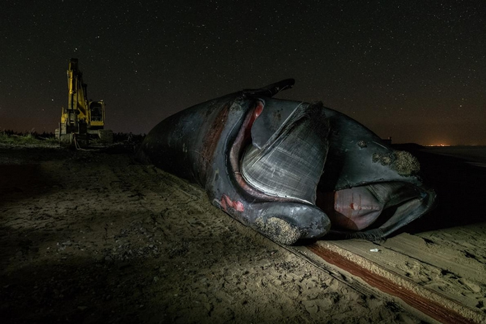 金钢狼这辈子逃过一次船只撞击、三度被渔具缠住，但在6月被人发现身亡。 他的死因尚未确认。 PHOTOGRAPH BY NICK HAWKINS