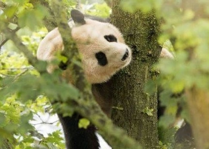 旅居英国爱丁堡动物园大熊猫“阳光”多次遭通电围栏电击 引起中国网民愤怒