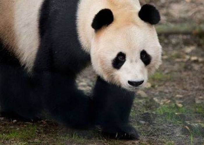 旅居英国爱丁堡动物园大熊猫“阳光”多次遭通电围栏电击 引起中国网民愤怒