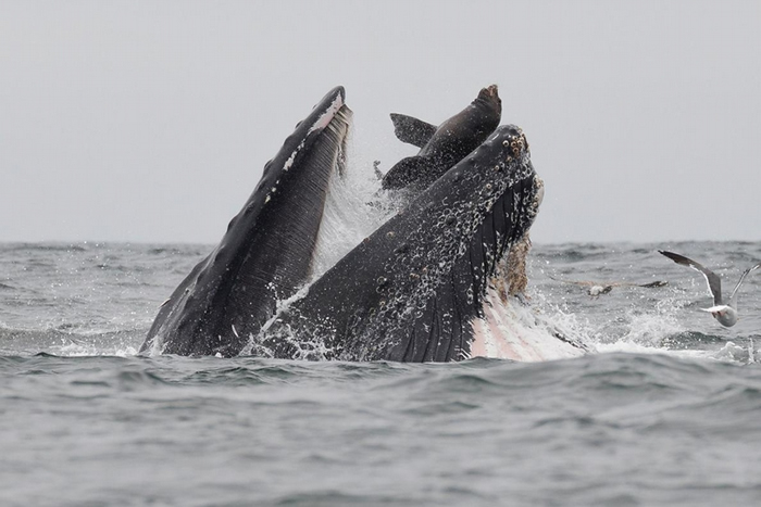 一名摄影师在蒙特里湾目击了一只座头鲸在觅食饵球（bait ball）时，意外逮到一只也在用餐的海狮。 HOTOGRAPH BY CHASE DEKKER