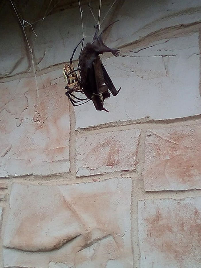 美国德克萨斯州巨型蜘蛛“花园蛛”猎杀蝙蝠