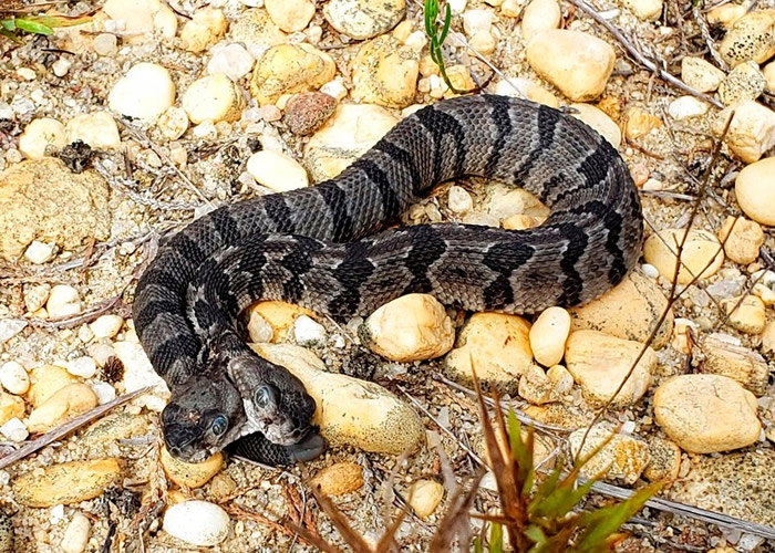 在新泽西州发现的双头木纹响尾蛇。