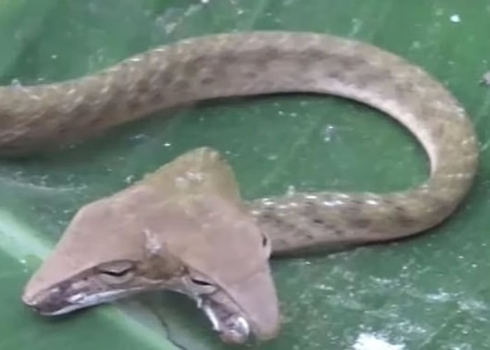 在峇里岛发现的双头蛇。