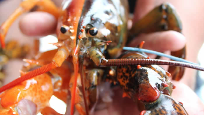 美国缅因州渔民捕获罕见双色龙虾