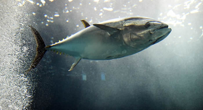 西班牙东南部的拉曼加沙角因大量金枪鱼被冲到岸上而关闭