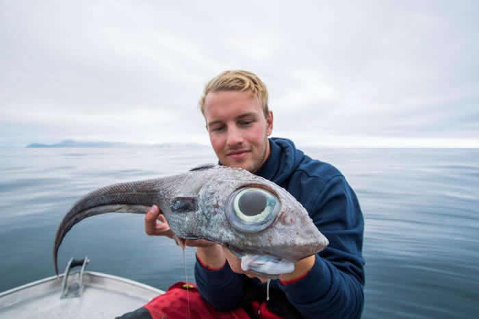 挪威男子捕获长着“恐龙头”的奇怪生物大西洋银鲛“Chimaeras Monstrosa Linnaeus”