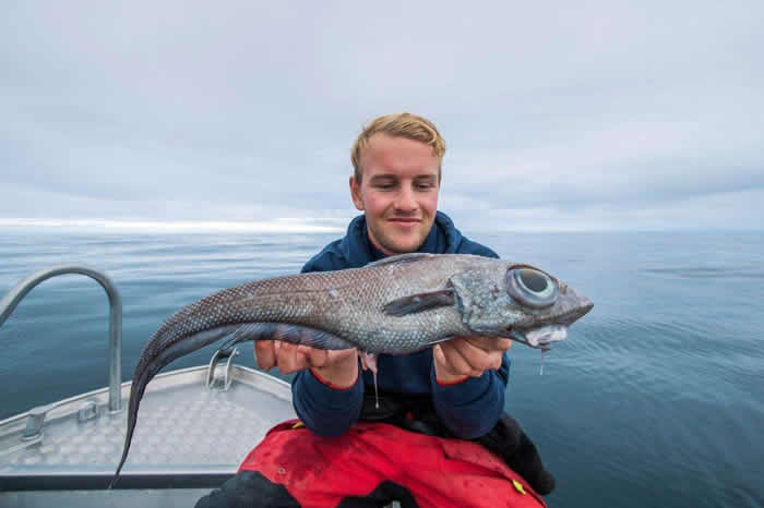 挪威男子捕获长着“恐龙头”的奇怪生物大西洋银鲛“Chimaeras Monstrosa Linnaeus”