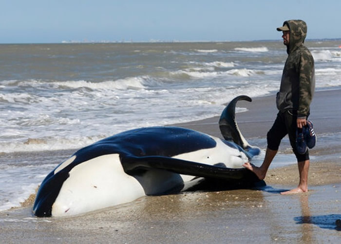 阿根廷海滩7条杀人鲸搁浅 6条成功获救
