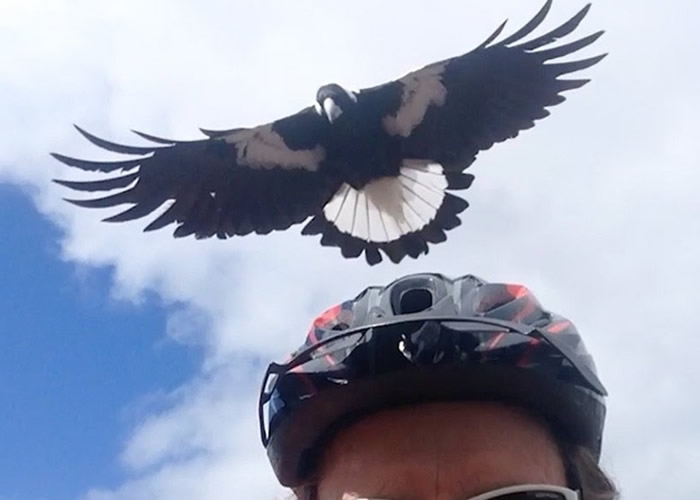 澳洲新南威尔士省老翁骑单车时被凶恶澳洲喜鹊“黑背锺鹊”俯冲袭击重伤死亡