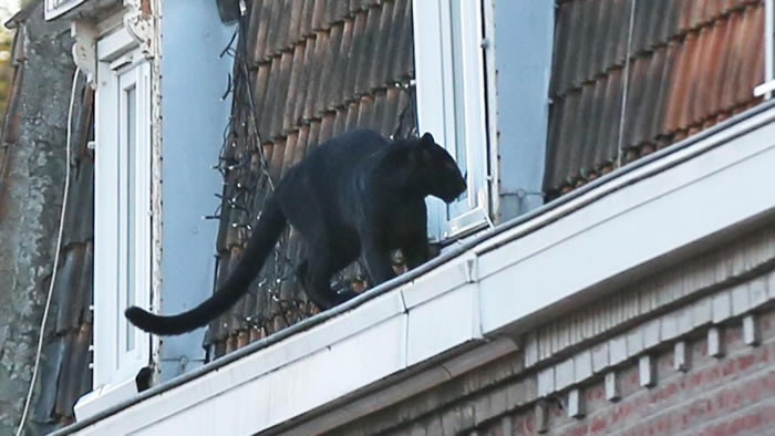 法国里尔附近小镇阿尔芒蒂耶尔居民开窗发现屋顶居然有只黑豹