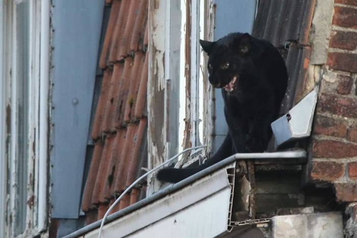 法国里尔附近小镇阿尔芒蒂耶尔居民开窗发现屋顶居然有只黑豹