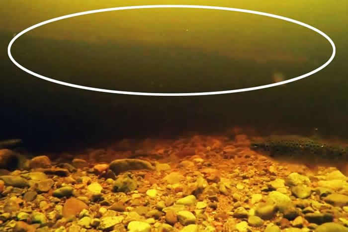 「尼斯渔业理事员会」公布的影片，显示一头长蛇形的生物在水底游弋。（图／尼斯渔业理事员会影片截图)