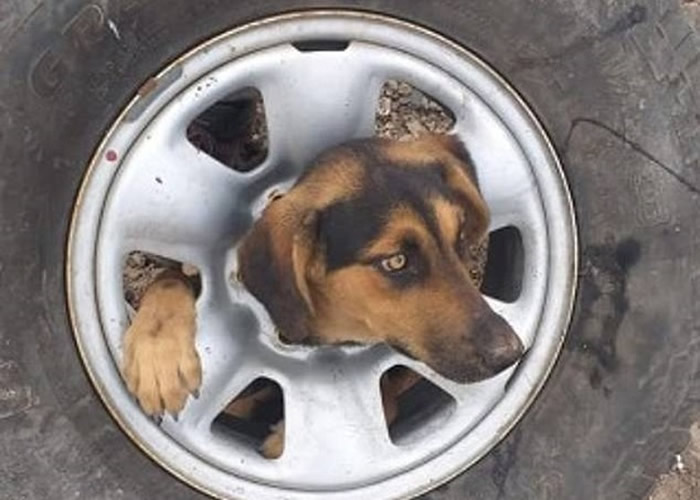 智利流浪狗头部困废车轮 动物拯救组织施以援手小狗得以脱身
