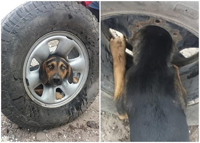 智利流浪狗头部困废车轮 动物拯救组织施以援手小狗得以脱身