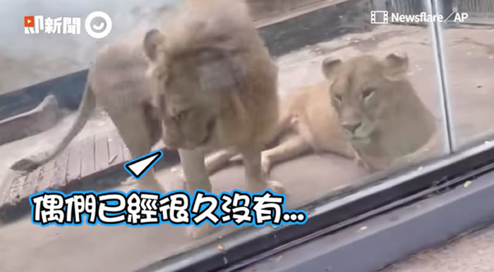 重庆万州西山动物园公狮找母狮撒娇亲热 摔到四脚朝天