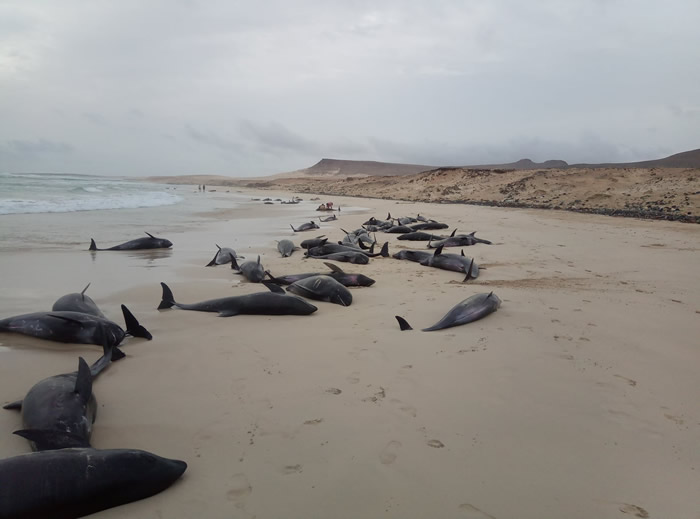 非洲西岸维德角共和国海滩134只伊列特拉海豚搁浅