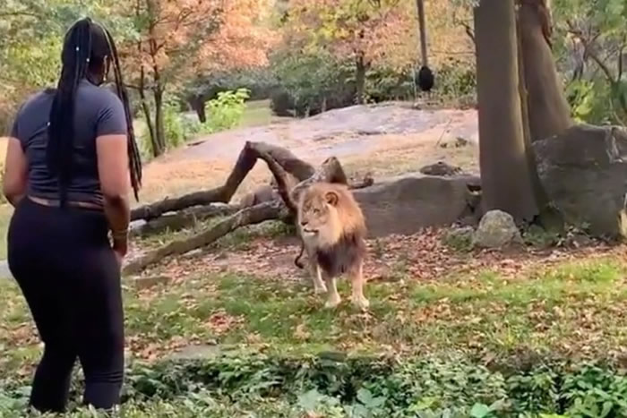 美国非裔女子爬进动物园“狮子园区”挑衅万兽之王雄狮