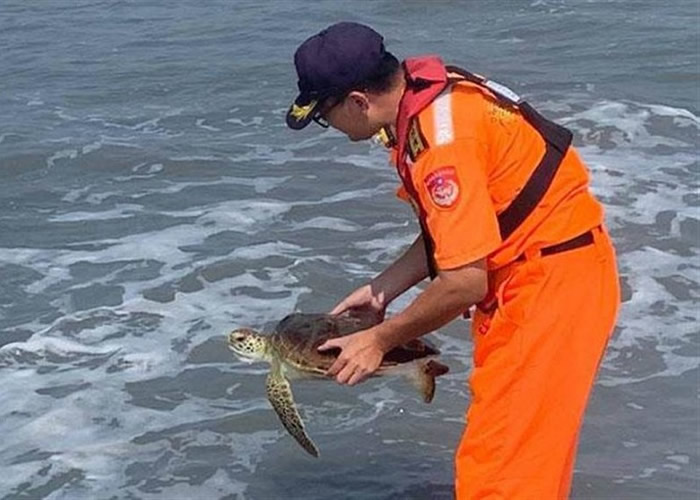 台湾彰化县王功海滩一级保育类绿海龟被困 海巡人员助重回大海